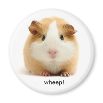 Guinea Pig magnet