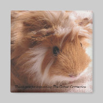 Guinea Pig Magnet #1
