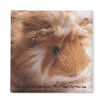 Guinea Pig Magnet #1 by ctguineapigs Guinea Pig Magnet #1