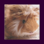 Guinea Pig Magnet #1