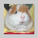 Guinea Pig Magnet #2