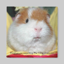 Guinea Pig Magnet #2