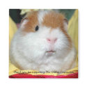Guinea Pig Magnet #2 by ctguineapigs Guinea Pig Magnet #2