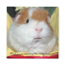Guinea Pig Magnet #2 by ctguineapigs Guinea Pig Magnet #2