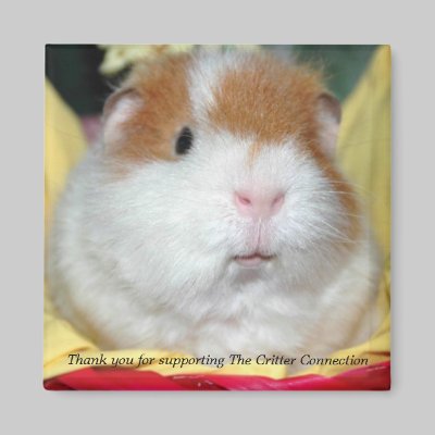 Guinea Pig Magnet #2 by ctguineapigs