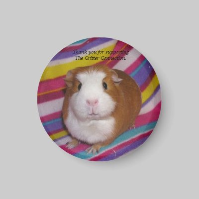 Guinea Pig Magnet #3 by ctguineapigs
