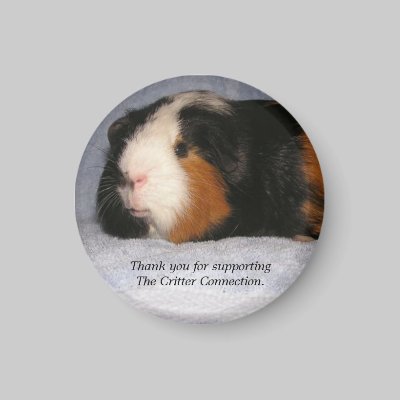 Guinea Pig Magnet #4 by ctguineapigs