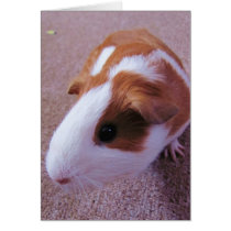 Guinea Pig Note Card