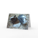 Guinea Pig Note Card
