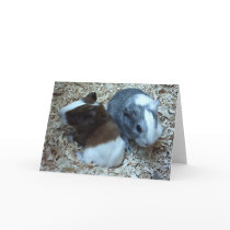 Guinea Pig Hinweis Card