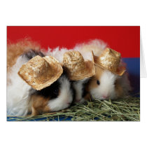 Guinea Pig Note Card cards