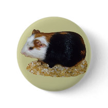 Guinea Pig Pet buttons