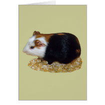 Guinea Pig Pet cards