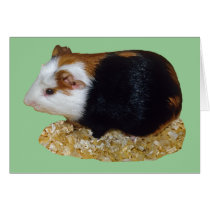 Guinea Pig Pet cards