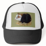 Guinea Pig Pet Hat