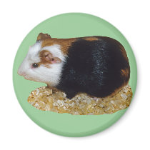 Guinea Pig Pet magnets
