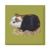 Guinea Pig Pet magnets