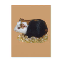 Guinea Pig Pet postcards