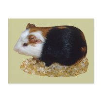 Guinea Pig Pet postcards