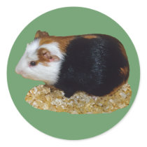 Guinea Pig Pet stickers