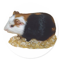 Guinea Pig Pet stickers
