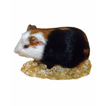 Guinea Pig Pet t-shirts