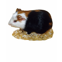 Guinea Pig Pet t-shirts