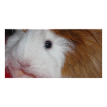 guinea pig photo cards