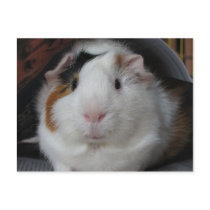 Guinea Pig Post Card