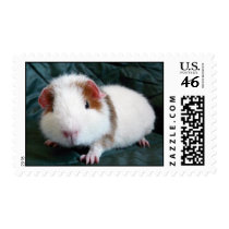 Guinea Pig Postage Stamp