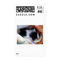 guinea pig postage