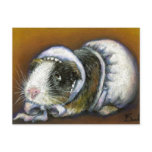 Guinea pig post card