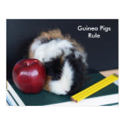 Guinea Pig Poster -- Guinea PIgs Rule