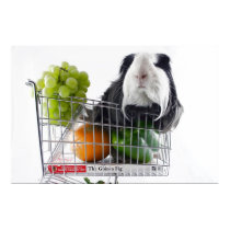 Guinea pig shopping spree posters by PHOTOFINESSE Guinea pig shopping spree posters
