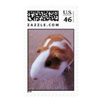 Guinea Pig Stamp
