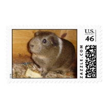 Guinea Pig Stamp