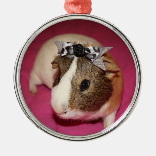guinea pig with bow 2 christmas ornaments zazzle guinea pig with bow 2 christmas ornaments zazzle