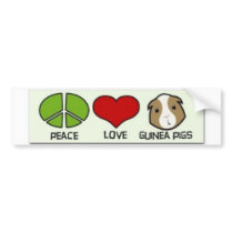 Guinea piggies bumper stickers by kymbirleerose Guinea piggies bumper stickers