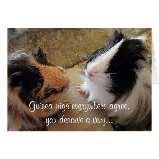 Guinea Pigs Birthday Card | Zazzle