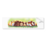 Guinea Pigs
