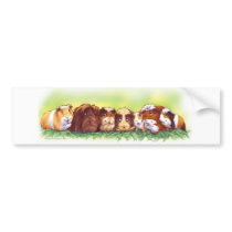 Guinea Pigs bumper stickers by Fany001 Guinea Pigs bumper stickers