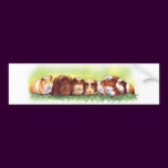 Guinea Pigs