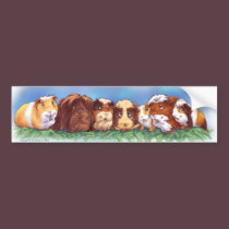 Guinea Pigs bumper stickers