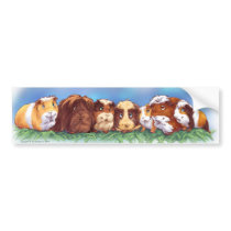 Guinea Pigs bumper stickers by Fany001 Guinea Pigs bumper stickers