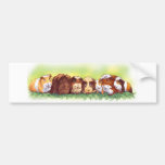 Guinea Pigs Bumper Sticker