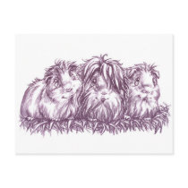 Guinea Pigs I postcards