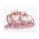 ##imgtitle## Guinea Pigs II postcards