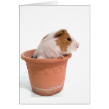 guinea pigs in has flowerpot greeting card