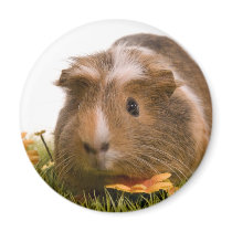 guinea pigs one has lawn fridge magnets