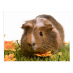 guinea pigs one has lawn post card